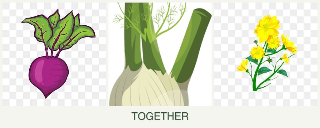 Can you plant beets, fennel and calendula together?