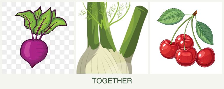 Can you plant beets, fennel and cherries together?
