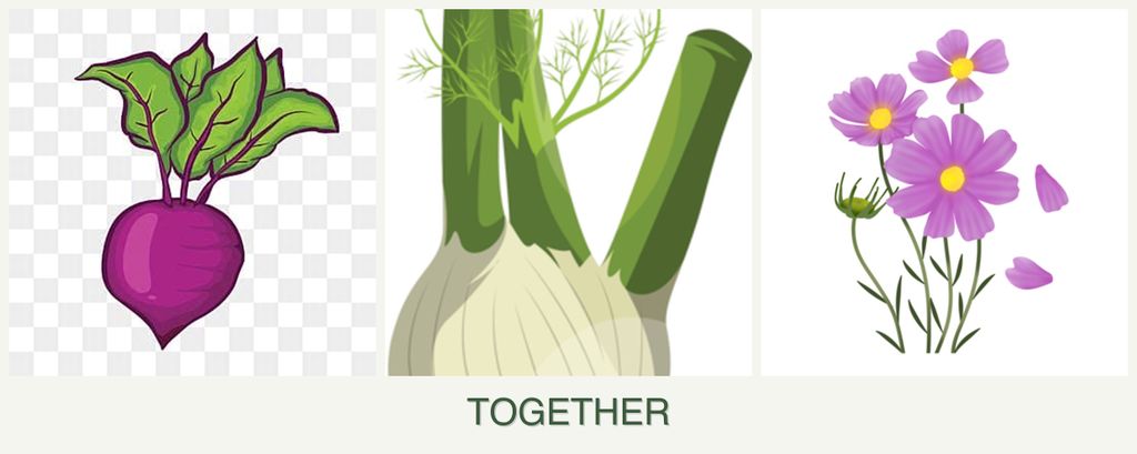 Can you plant beets, fennel and cosmos together?
