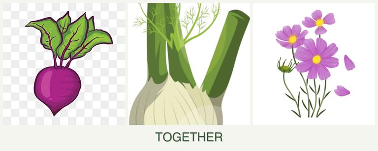 Can you plant beets, fennel and cosmos together?