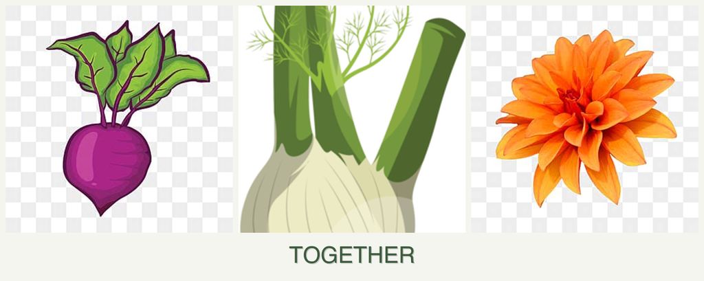 Can you plant beets, fennel and dahlias together?