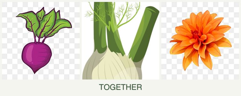 Can you plant beets, fennel and dahlias together?