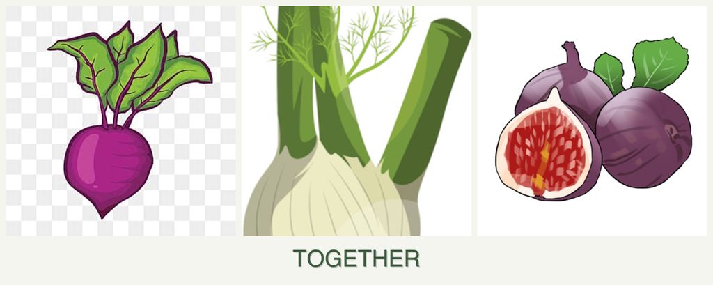 Can you plant beets, fennel and figs together?