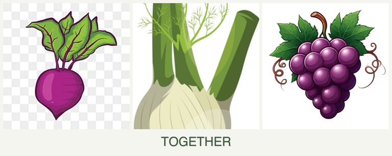 Can you plant beets, fennel and grapes together?