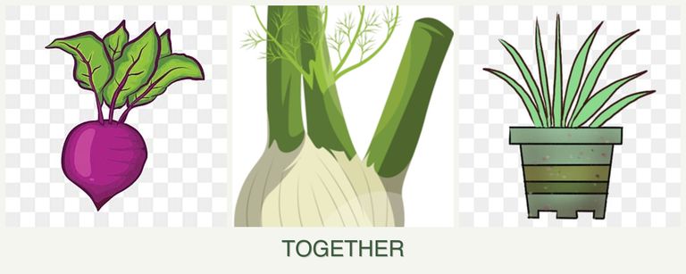 Can you plant beets, fennel and lemongrass together?