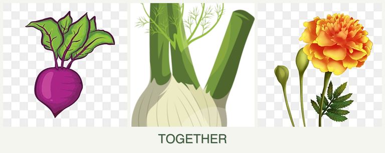 Can you plant beets, fennel and marigolds together?