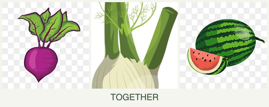 Can you plant beets, fennel and melons together?