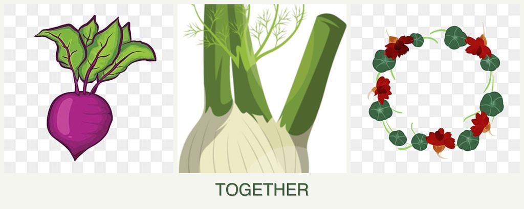 Can you plant beets, fennel and nasturtiums together?