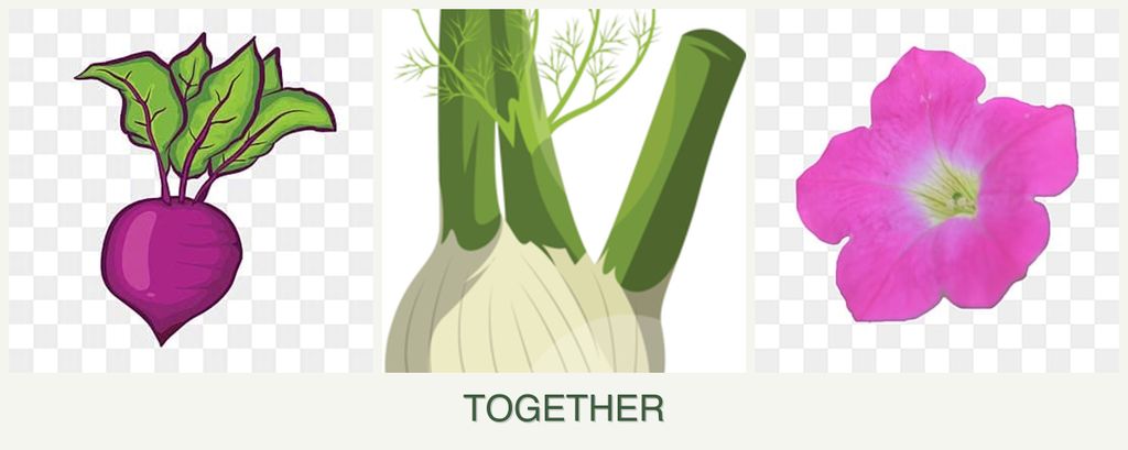 Can you plant beets, fennel and petunias together?