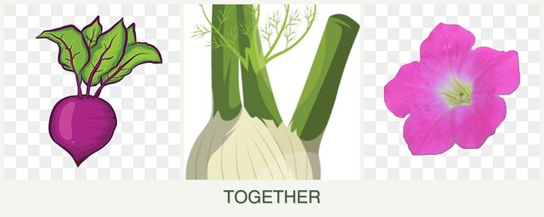 Can you plant beets, fennel and petunias together?
