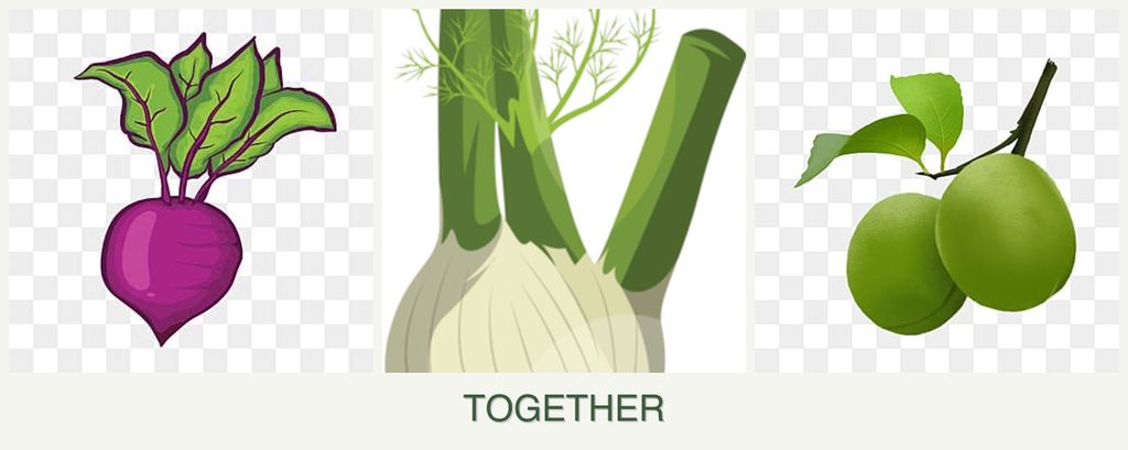 Can you plant beets, fennel and plums together?