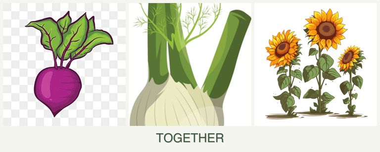 Can you plant beets, fennel and sunflowers together?