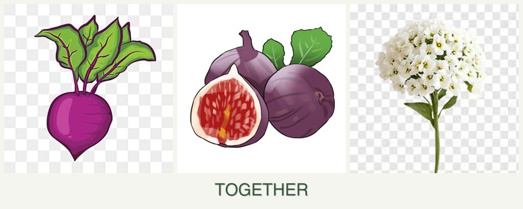 Can you plant beets, figs and alyssum together?