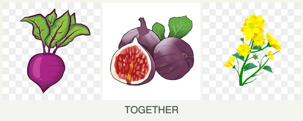 Can you plant beets, figs and calendula together?