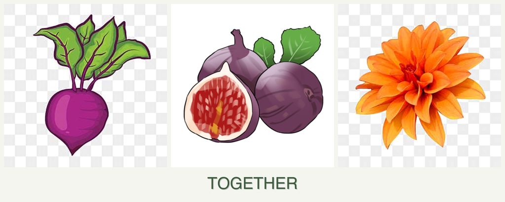 Can you plant beets, figs and dahlias together?