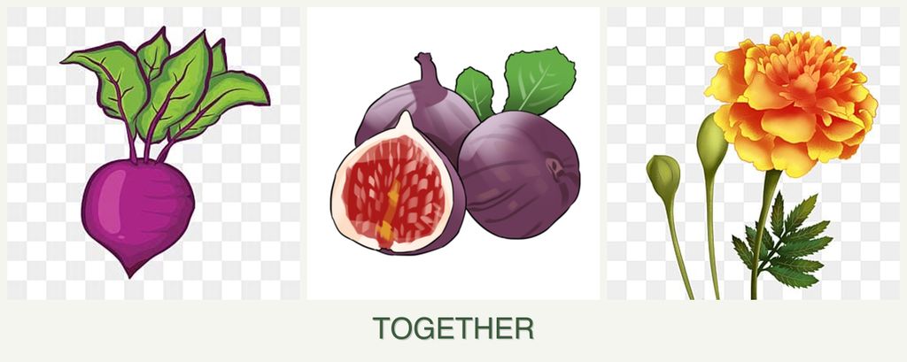 Can you plant beets, figs and marigolds together?