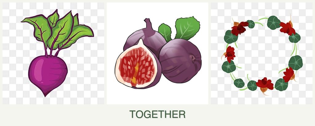 Can you plant beets, figs and nasturtiums together?