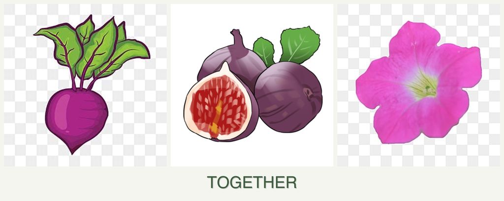 Can you plant beets, figs and petunias together?