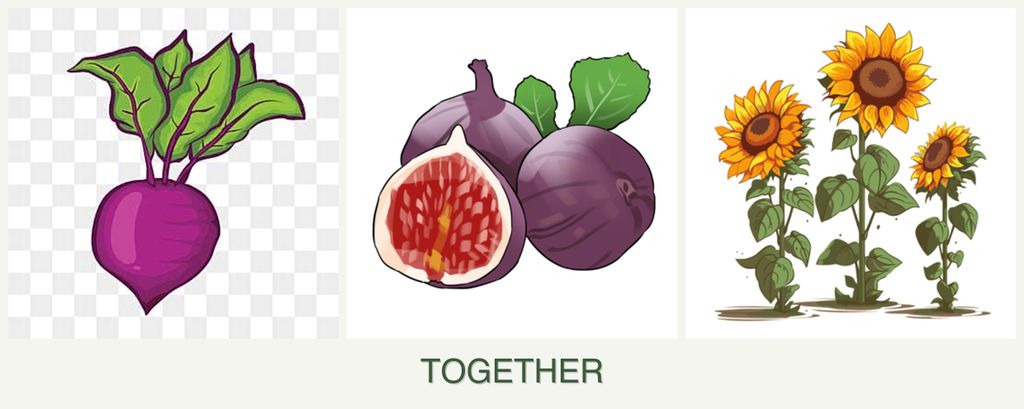 Can you plant beets, figs and sunflowers together?