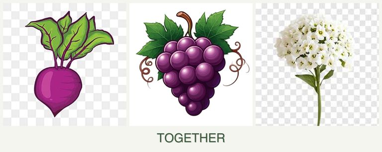 Can you plant beets, grapes and alyssum together?