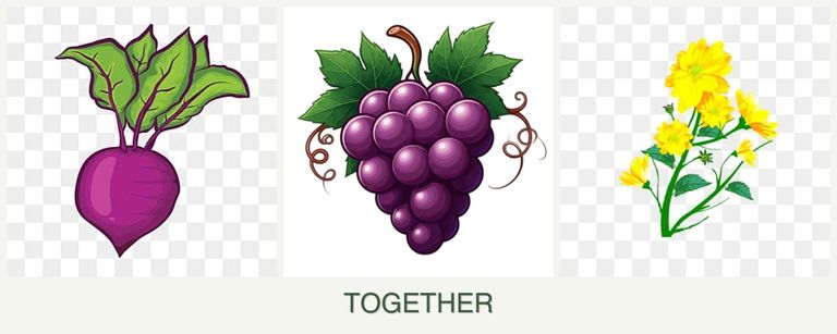 Can you plant beets, grapes and calendula together?