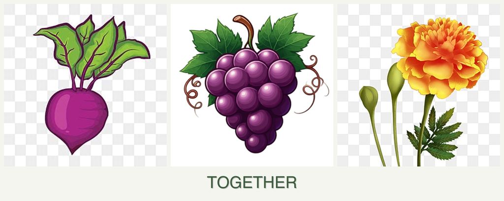 Can you plant beets, grapes and marigolds together?