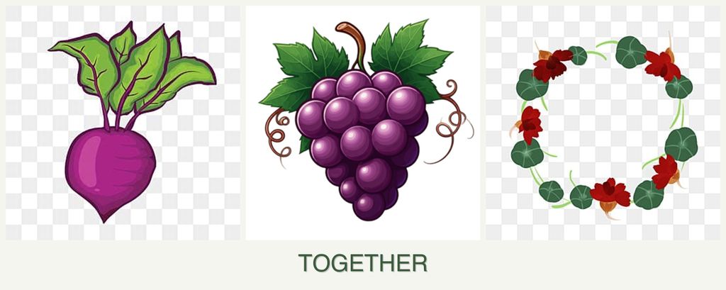 Can you plant beets, grapes and nasturtiums together?