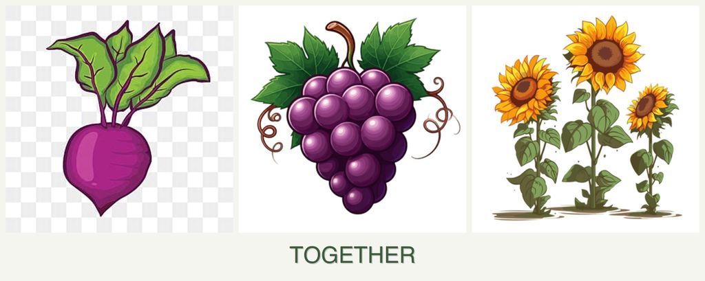 Can you plant beets, grapes and sunflowers together?