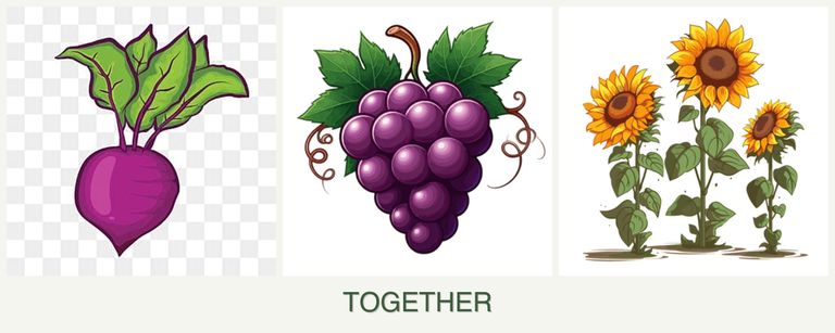Can you plant beets, grapes and sunflowers together?