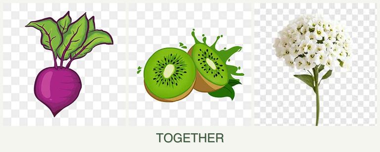 Can you plant beets, kiwi and alyssum together?