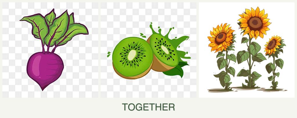 Can you plant beets, kiwi and sunflowers together?