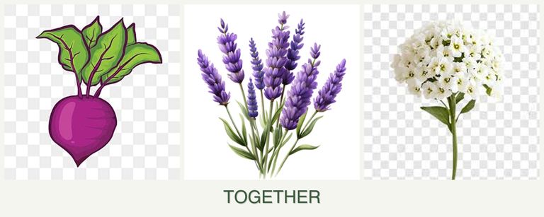 Can you plant beets, lavender and alyssum together?