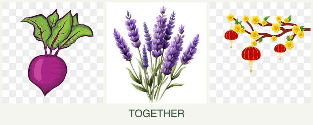 Can you plant beets, lavender and apricots together?