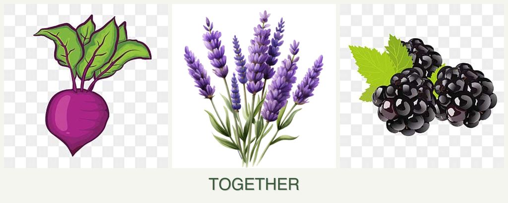 Can you plant beets, lavender and blackberries together?