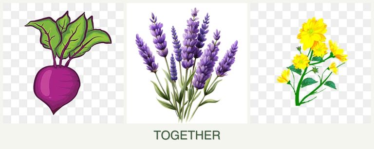 Can you plant beets, lavender and calendula together?
