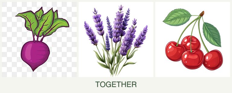 Can you plant beets, lavender and cherries together?