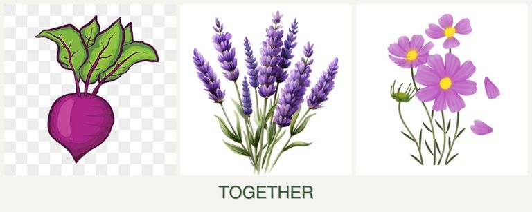 Can you plant beets, lavender and cosmos together?