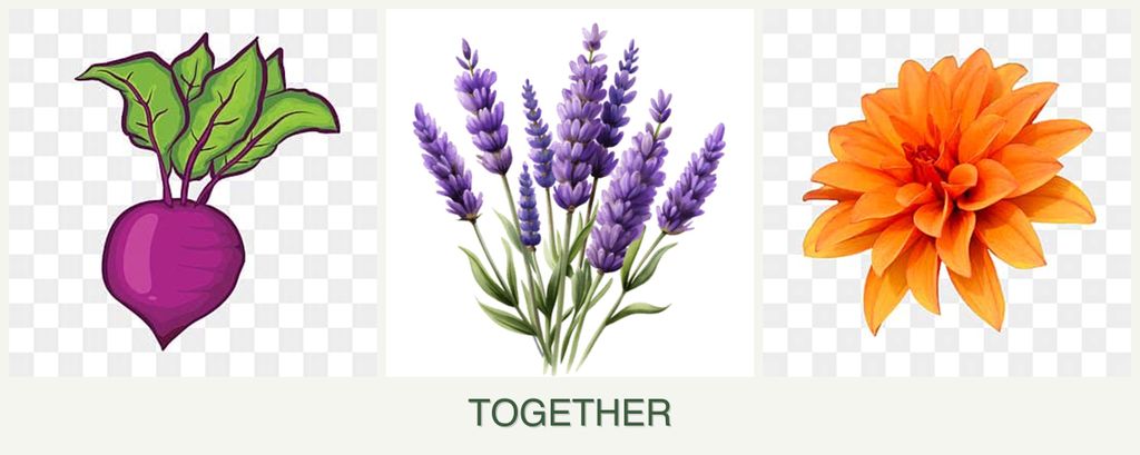 Can you plant beets, lavender and dahlias together?