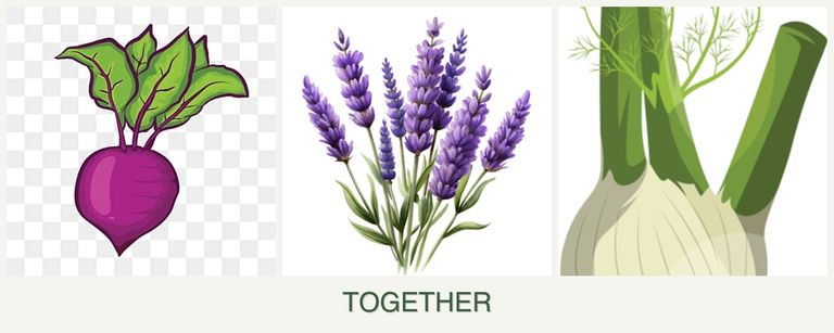 Can you plant beets, lavender and fennel together?