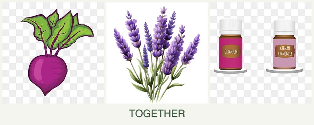 Can you plant beets, lavender and geraniums together?