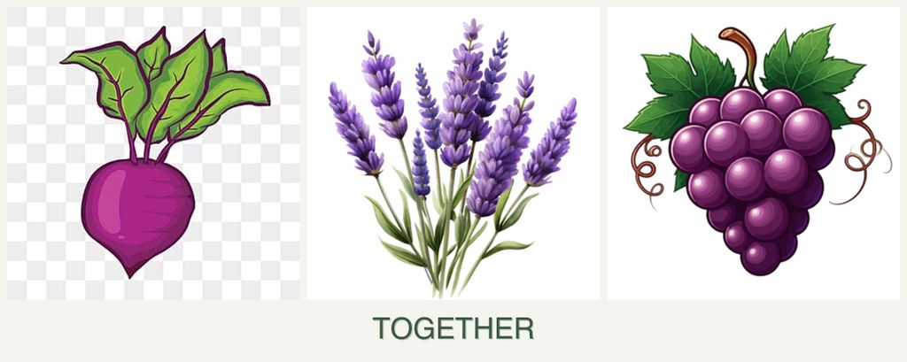 Can you plant beets, lavender and grapes together?