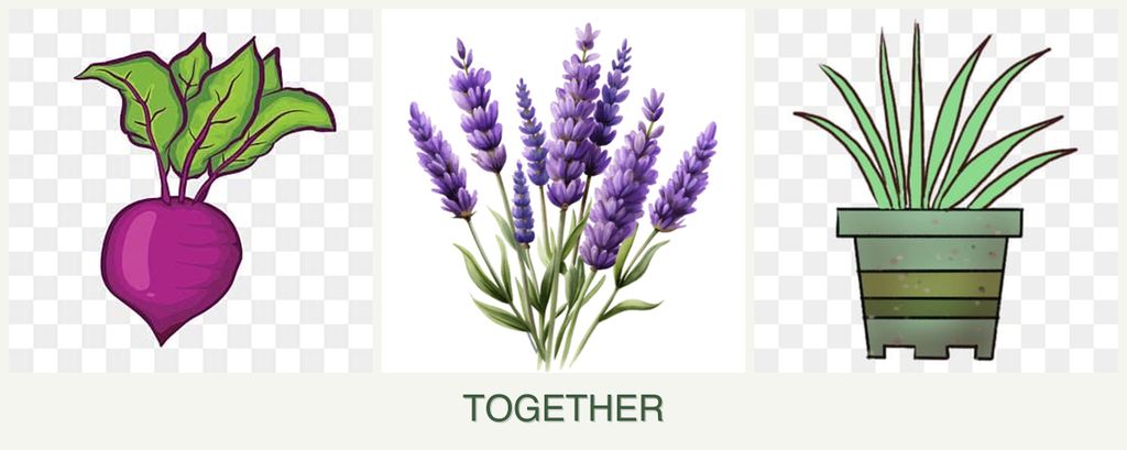 Can you plant beets, lavender and lemongrass together?