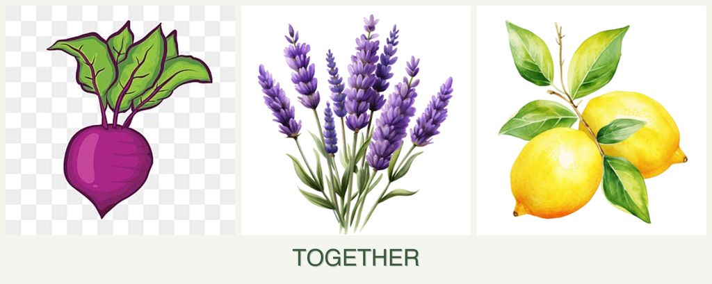 Can you plant beets, lavender and lemons together?