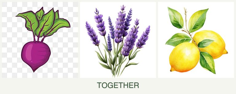 Can you plant beets, lavender and lemons together?