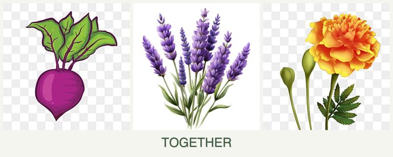 Can you plant beets, lavender and marigolds together?