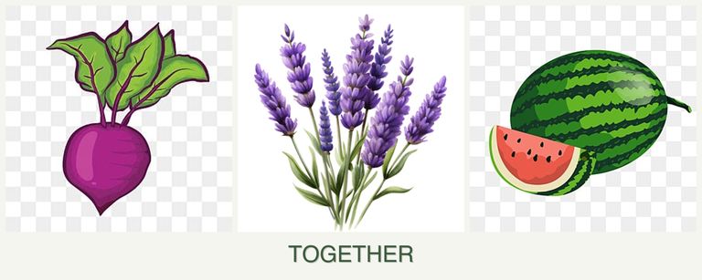 Can you plant beets, lavender and melons together?