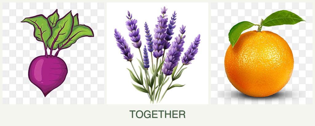 Can you plant beets, lavender and oranges together?
