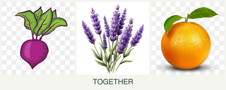 Can you plant beets, lavender and oranges together?