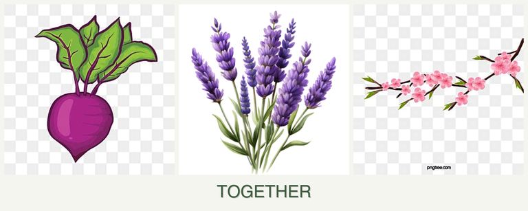 Can you plant beets, lavender and peaches together?