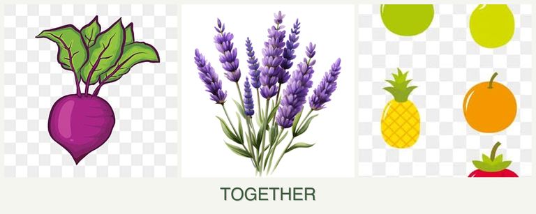 Can you plant beets, lavender and pears together?